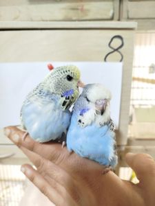 Виставковий (чех)