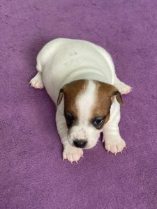 Цуценята Джек рассел терєр