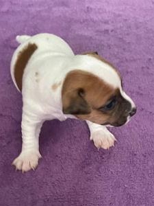 Цуценята Джек рассел терєр