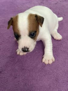 Цуценята Джек рассел терєр