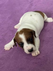 Цуценята Джек рассел терєр