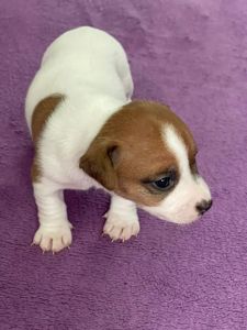 Цуценята Джек рассел терєр