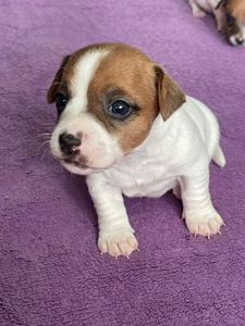 Цуценята Джек рассел терєр