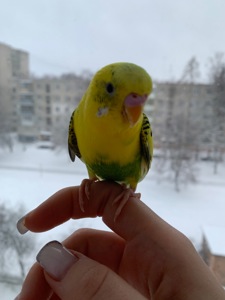 Папужка хлопчик