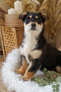 Кай шукає родину