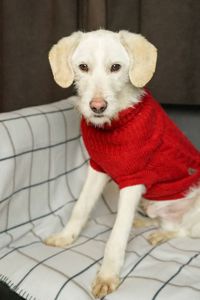 Біллі шукає родину