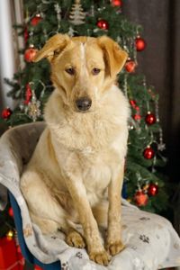 Зара шукає родину