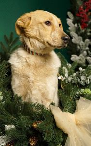 Зара шукає родину