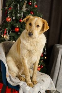 Зара шукає родину