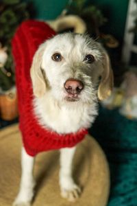 Біллі шукає родину