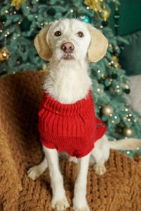 Біллі шукає родину