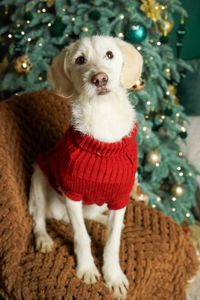 Біллі шукає родину