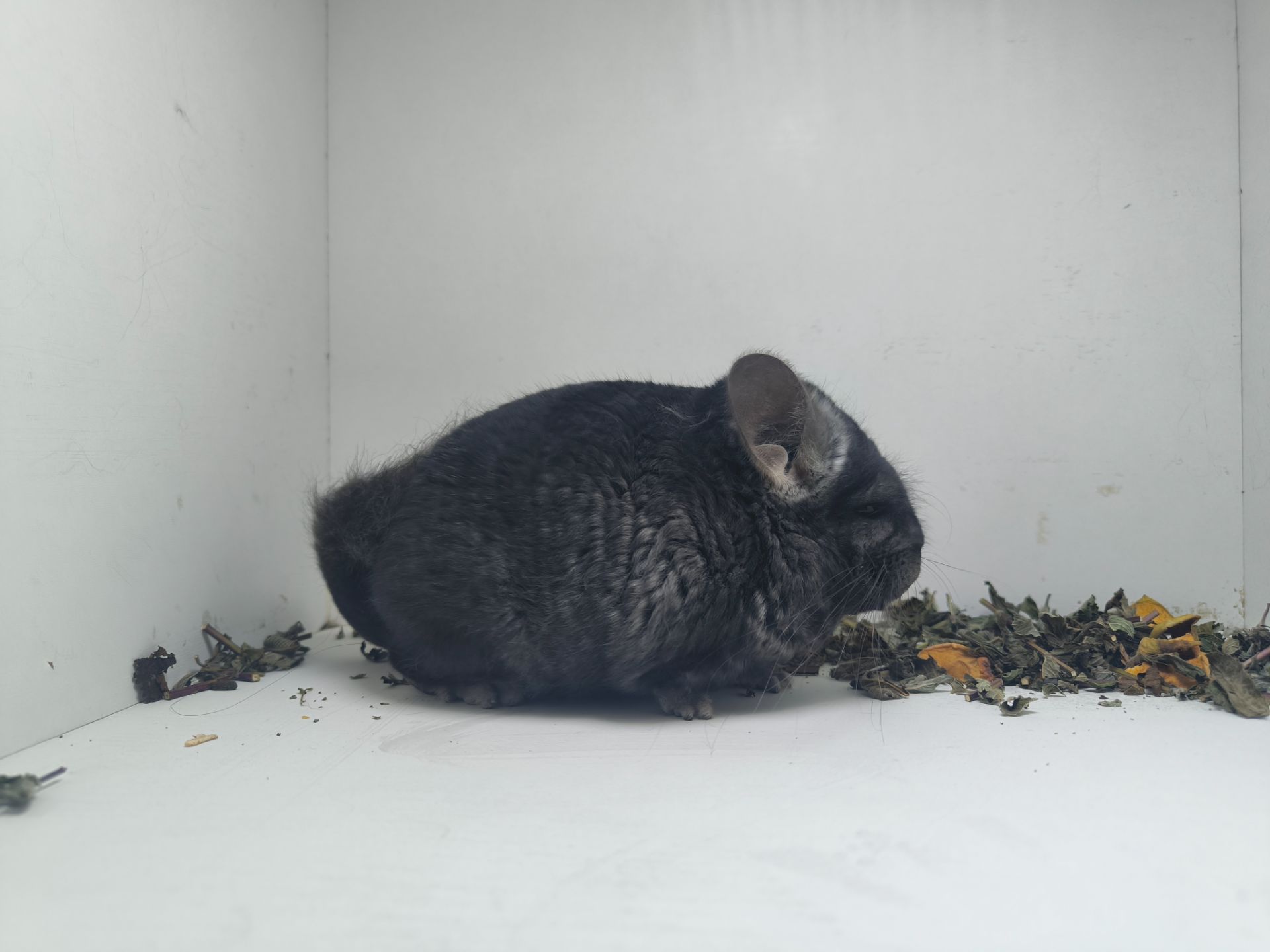 Хлопчик шиншила