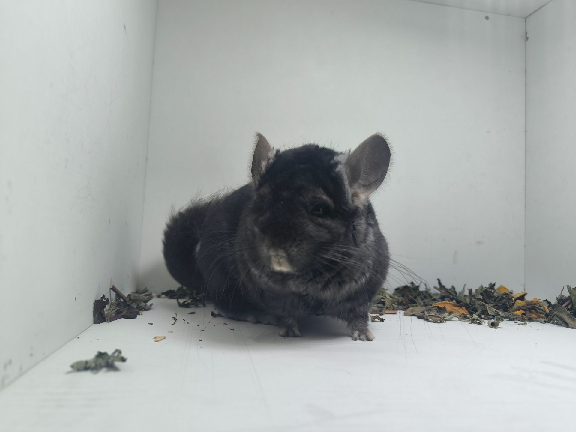 Хлопчик шиншила