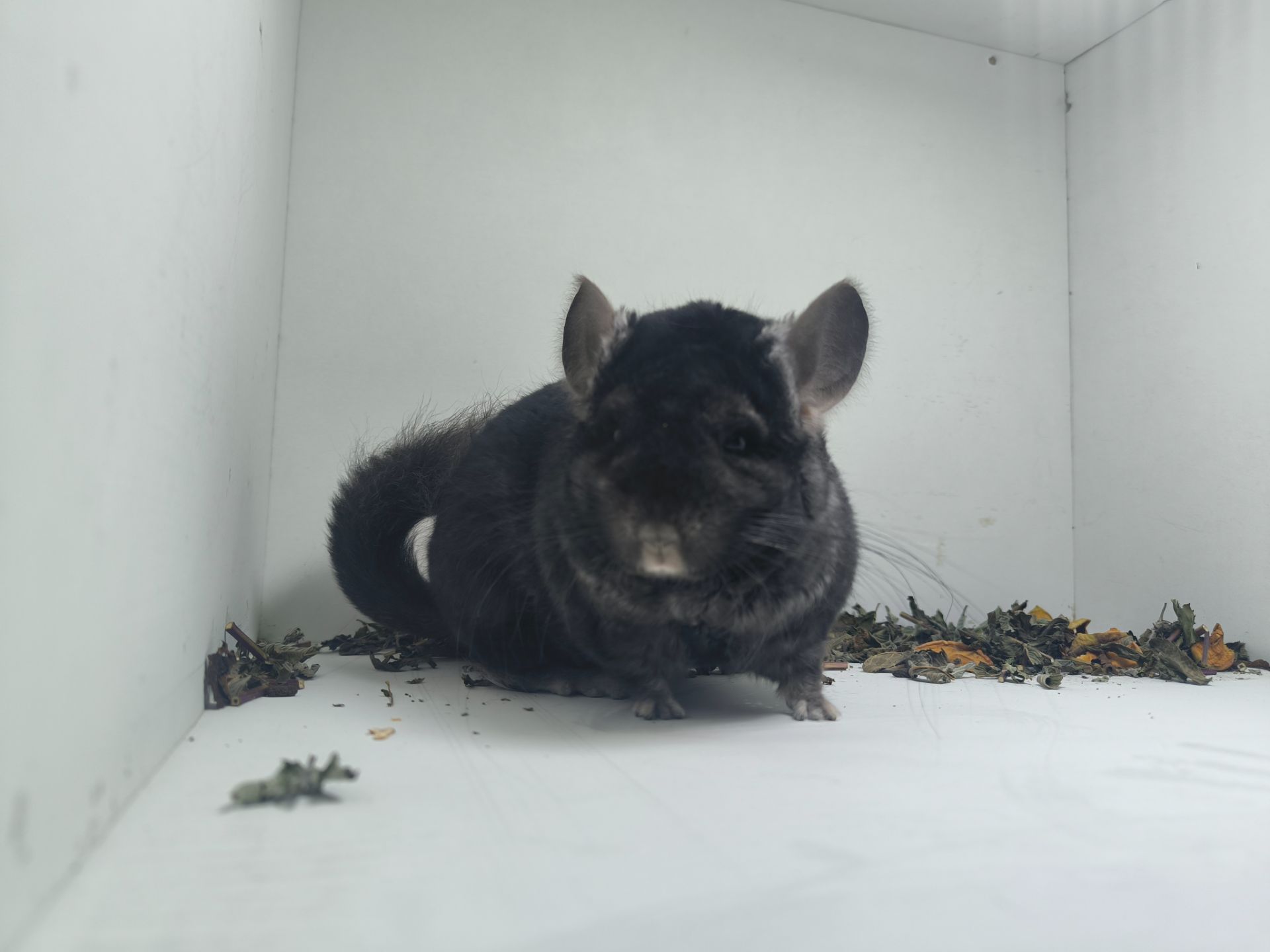 Хлопчик шиншила