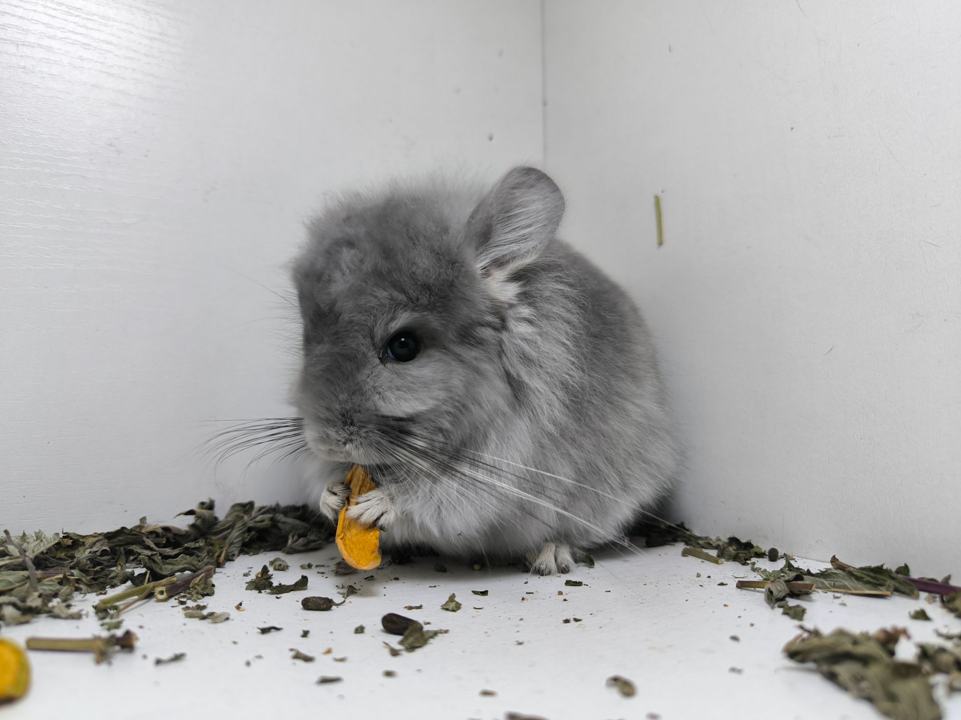 Фіолетова Ангора хлопчик