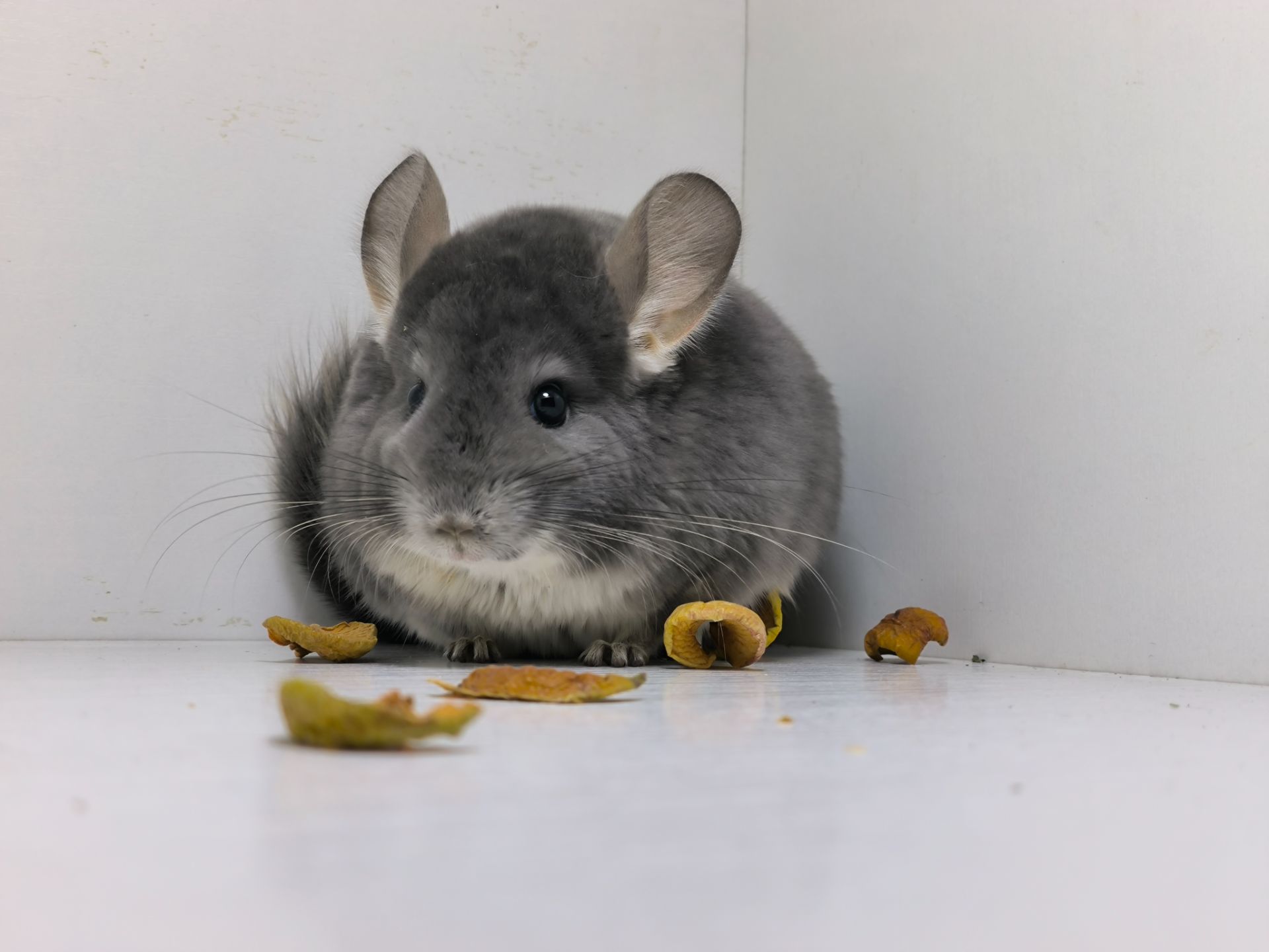 Самка фіолет носій Ангори, Сапфіру