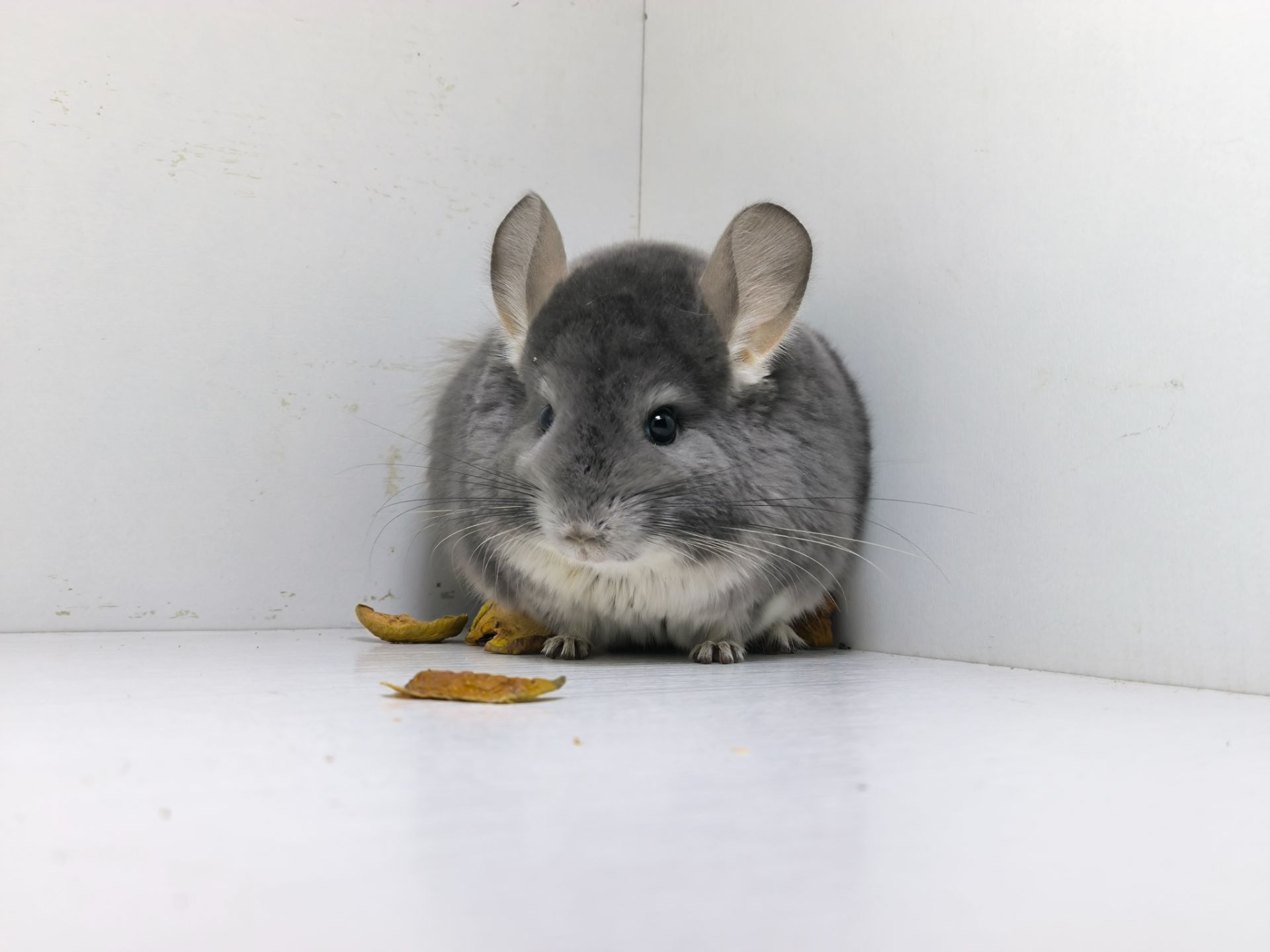 Самка фіолет носій Ангори, Сапфіру