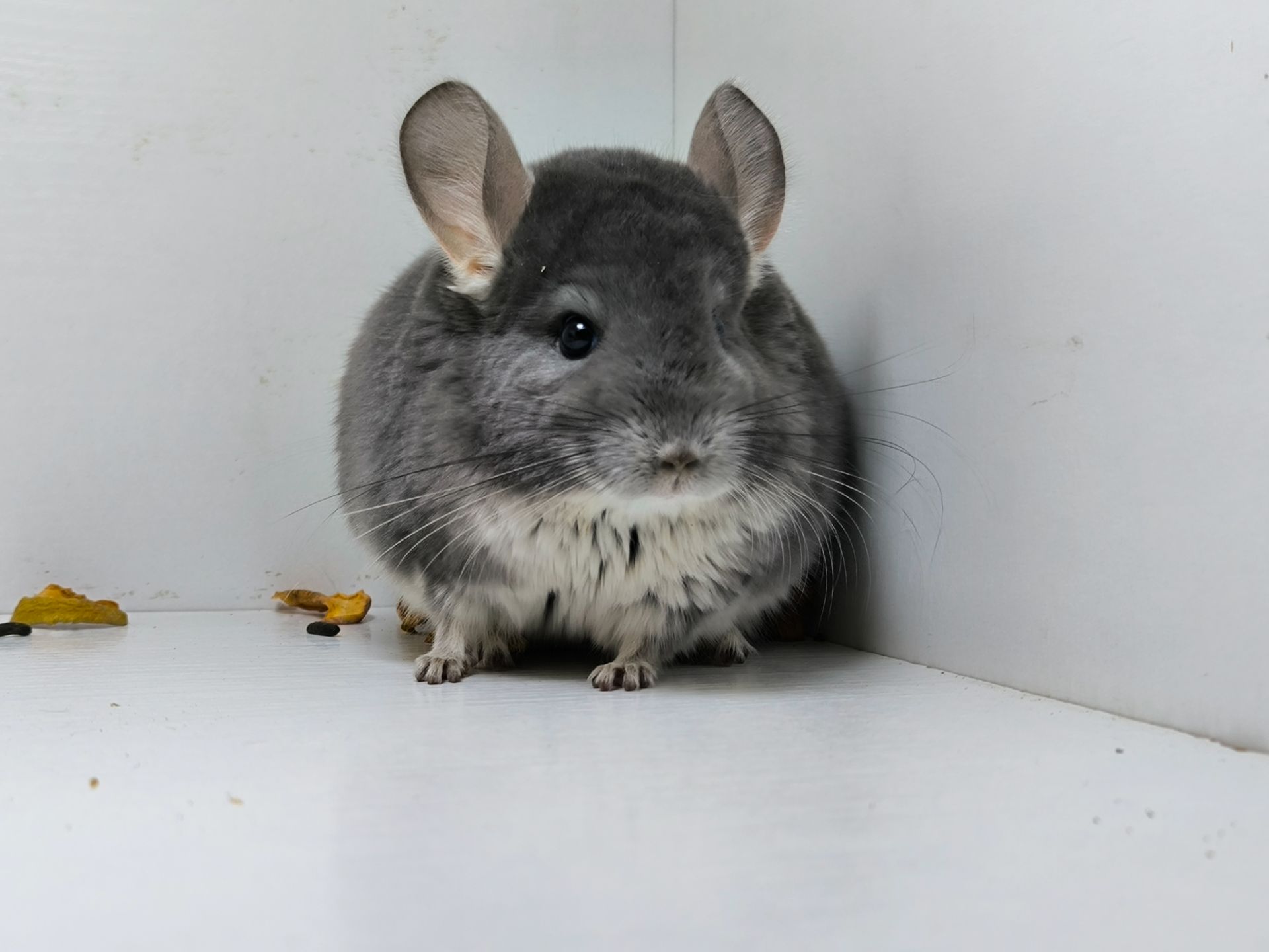 Самка фіолет носій Ангори, Сапфіру