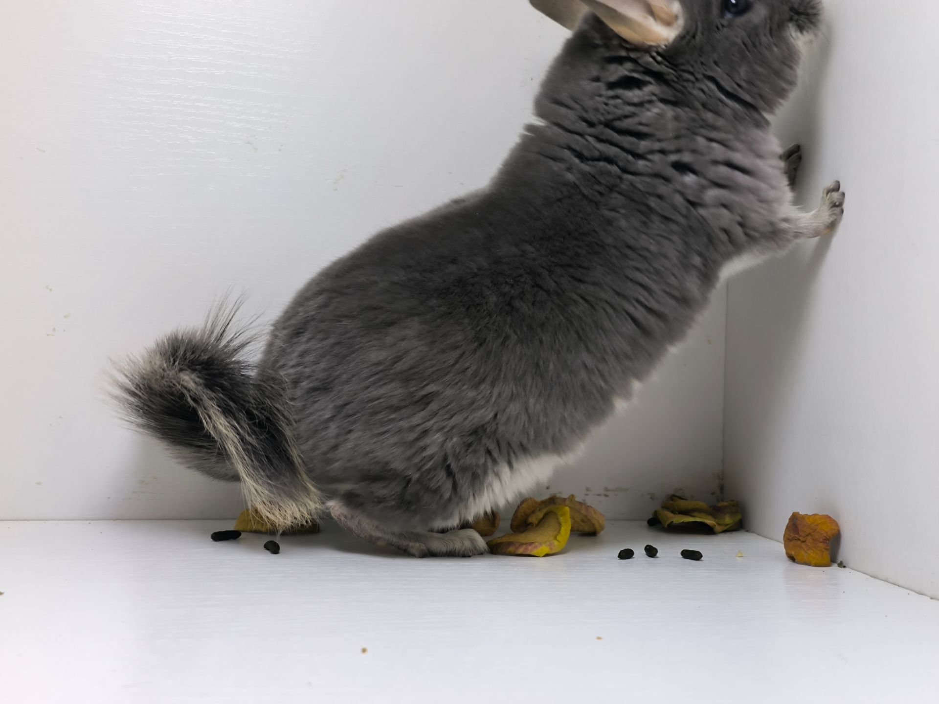 Самка фіолет носій Ангори, Сапфіру