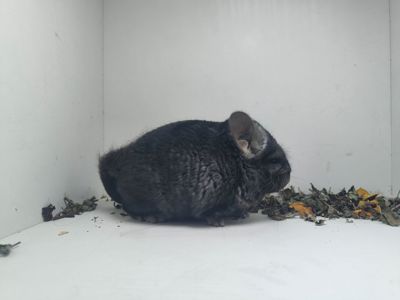 Хлопчик шиншила