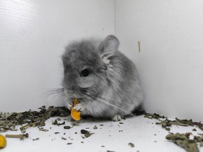 Фіолетова Ангора хлопчик