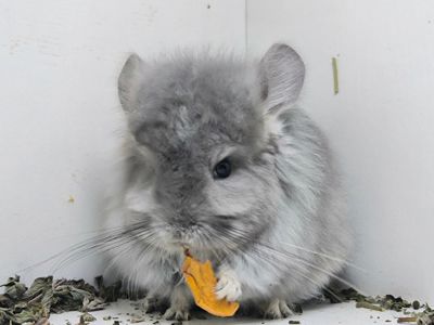 Фіолетова Ангора хлопчик