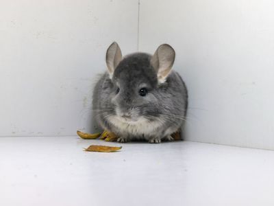 Самка фіолет носій Ангори, Сапфіру