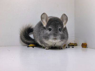 Самка фіолет носій Ангори, Сапфіру