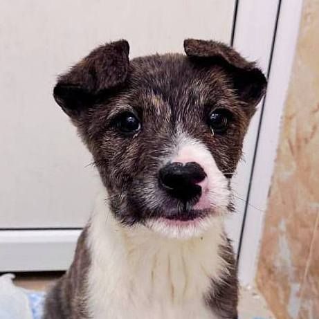 цуценя Амур, 3 місяці