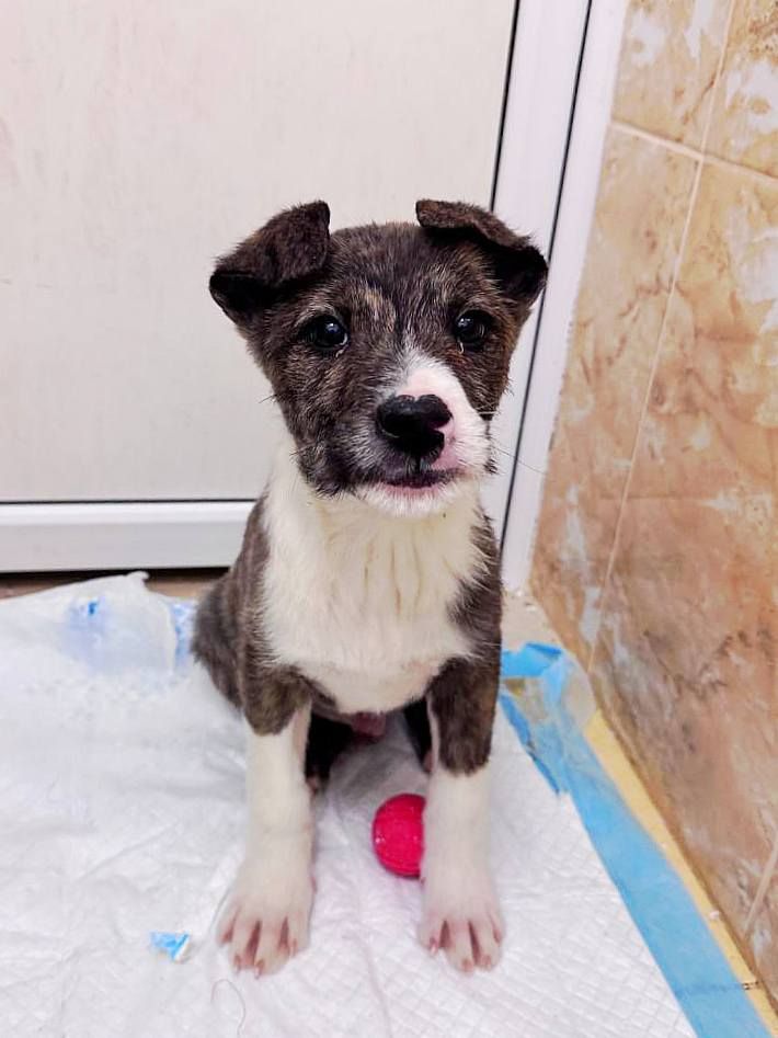 цуценя Амур, 3 місяці