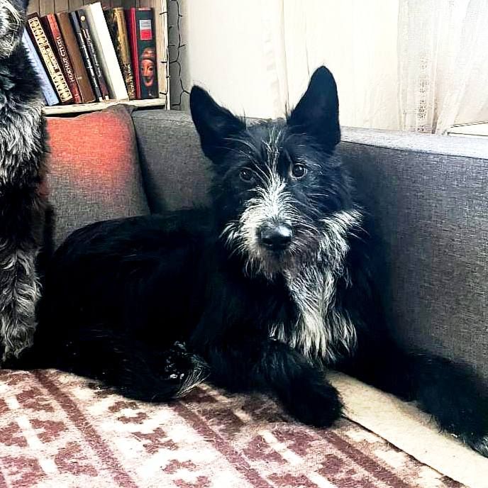 Цуценя Брюс