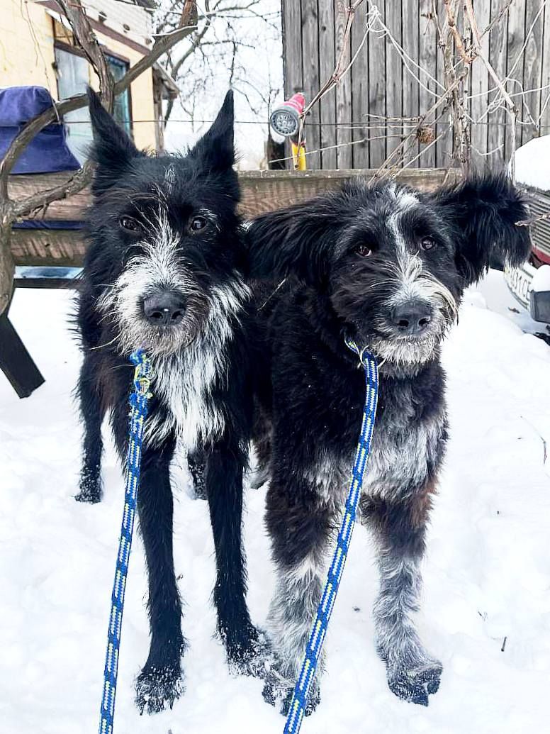 Цуценя Брюс