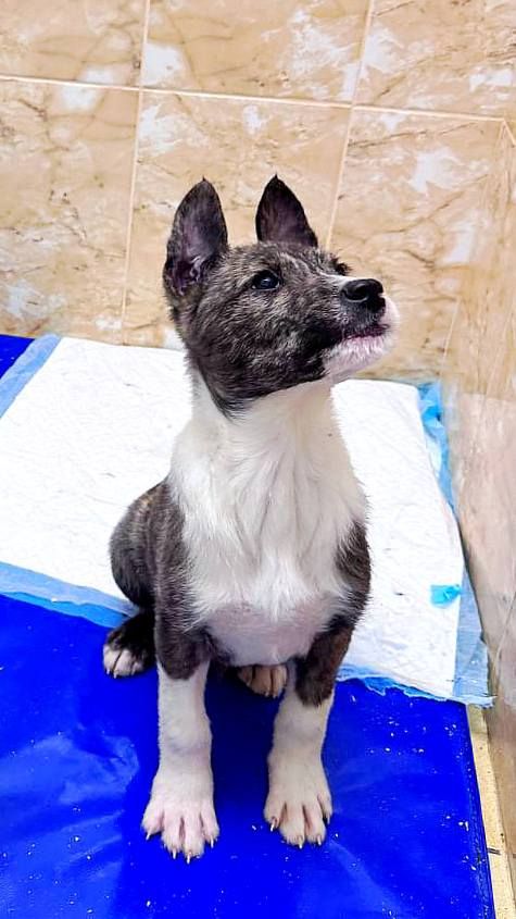 цуценя Амур, 3 місяці