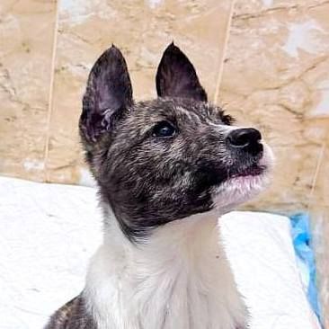 цуценя Амур, 3 місяці