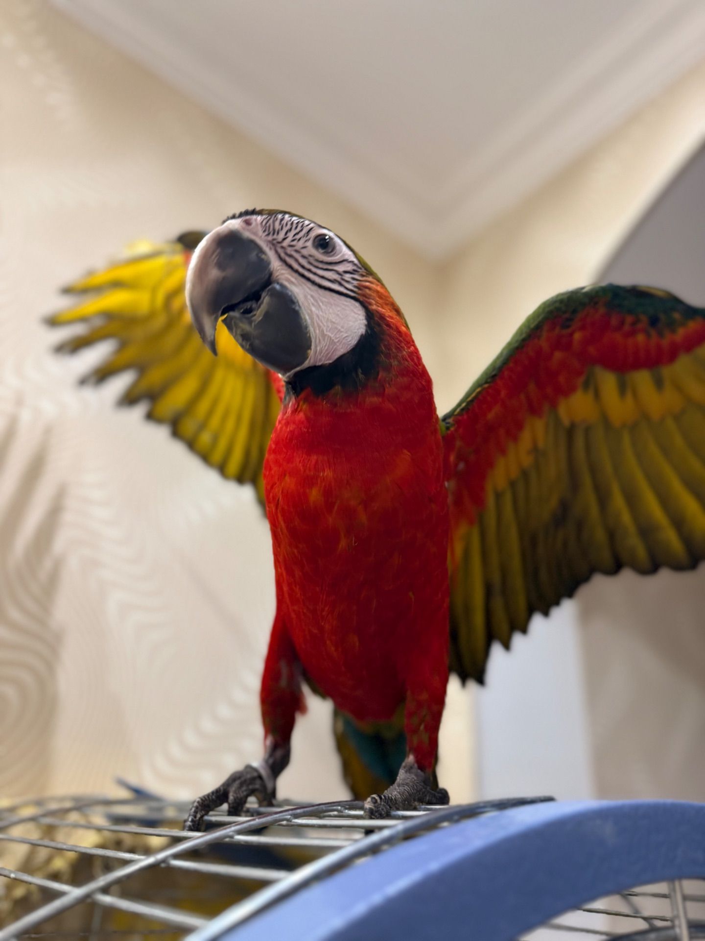 Ара попугайчик птенец выкормыш