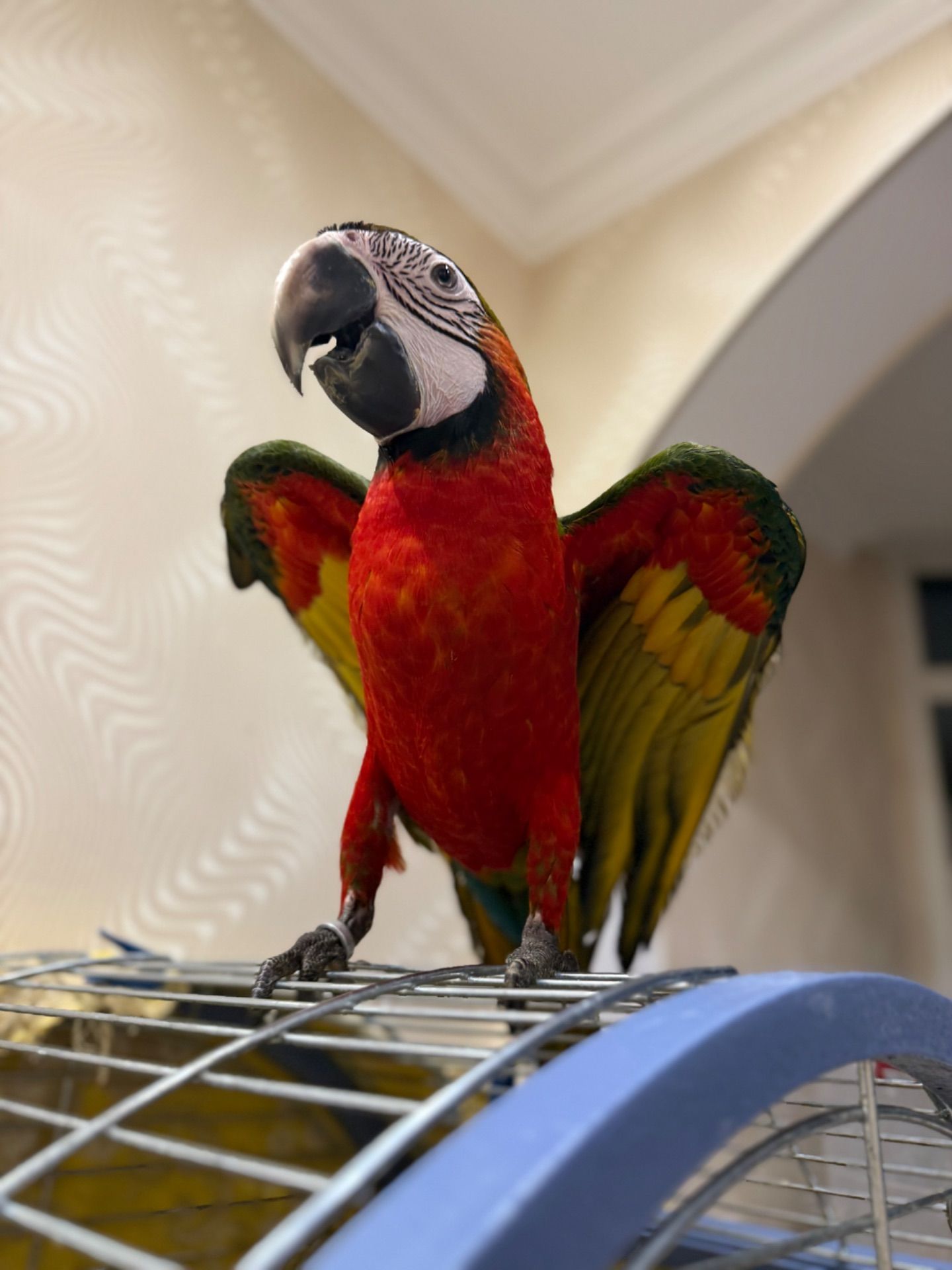 Ара попугайчик птенец выкормыш