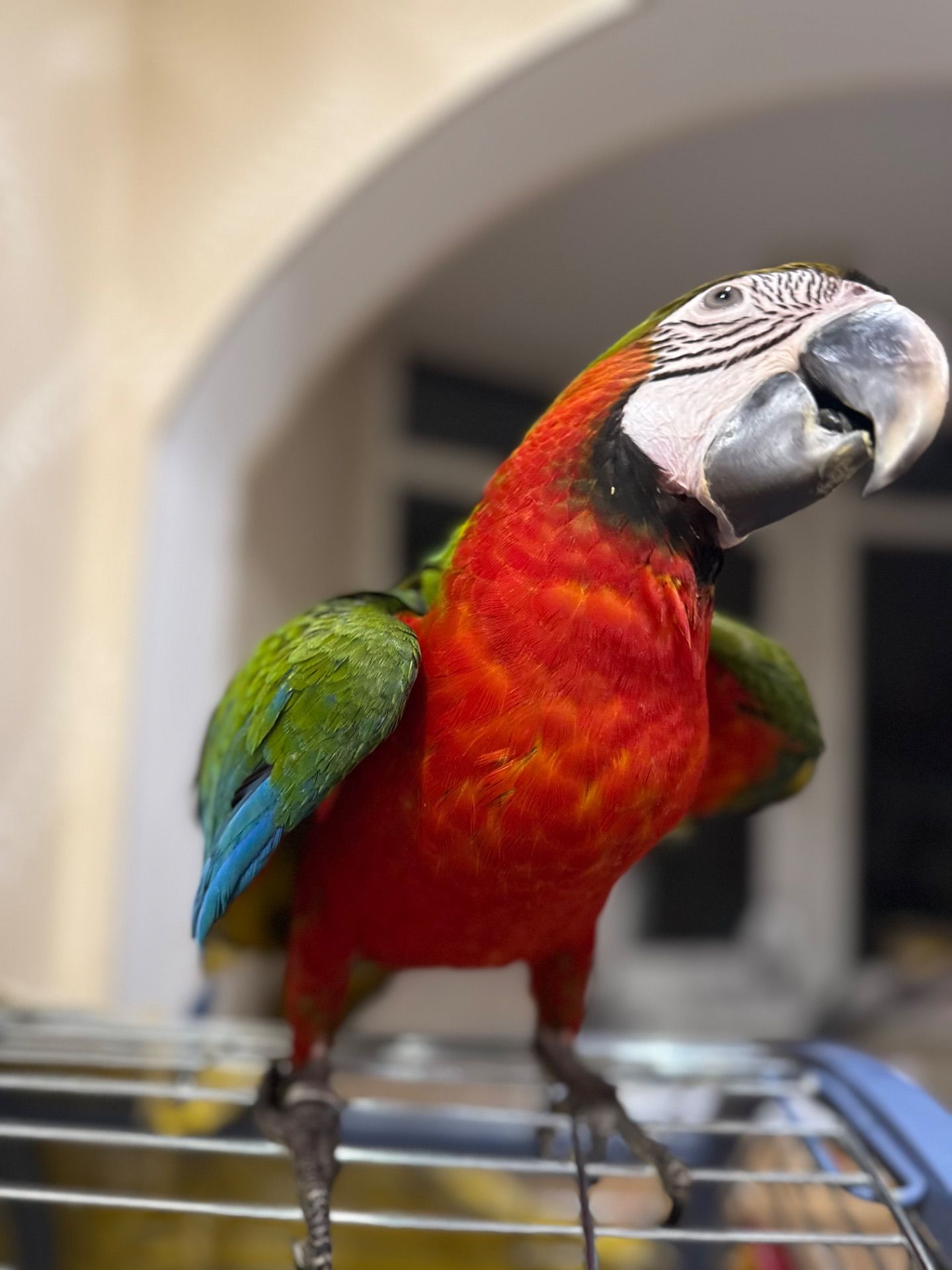 Ара попугайчик птенец выкормыш