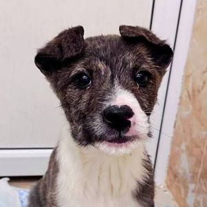 цуценя Амур, 3 місяці