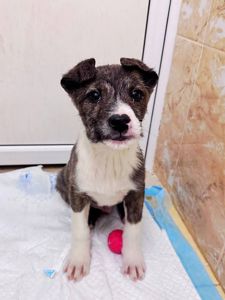 цуценя Амур, 3 місяці