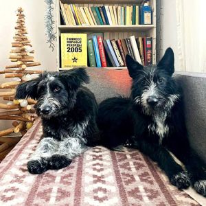 Цуценя Брюс