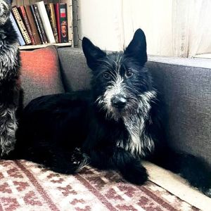 Цуценя Брюс