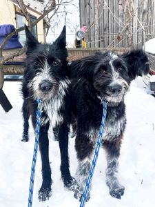 Цуценя Брюс