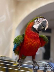 Ара попугайчик птенец выкормыш