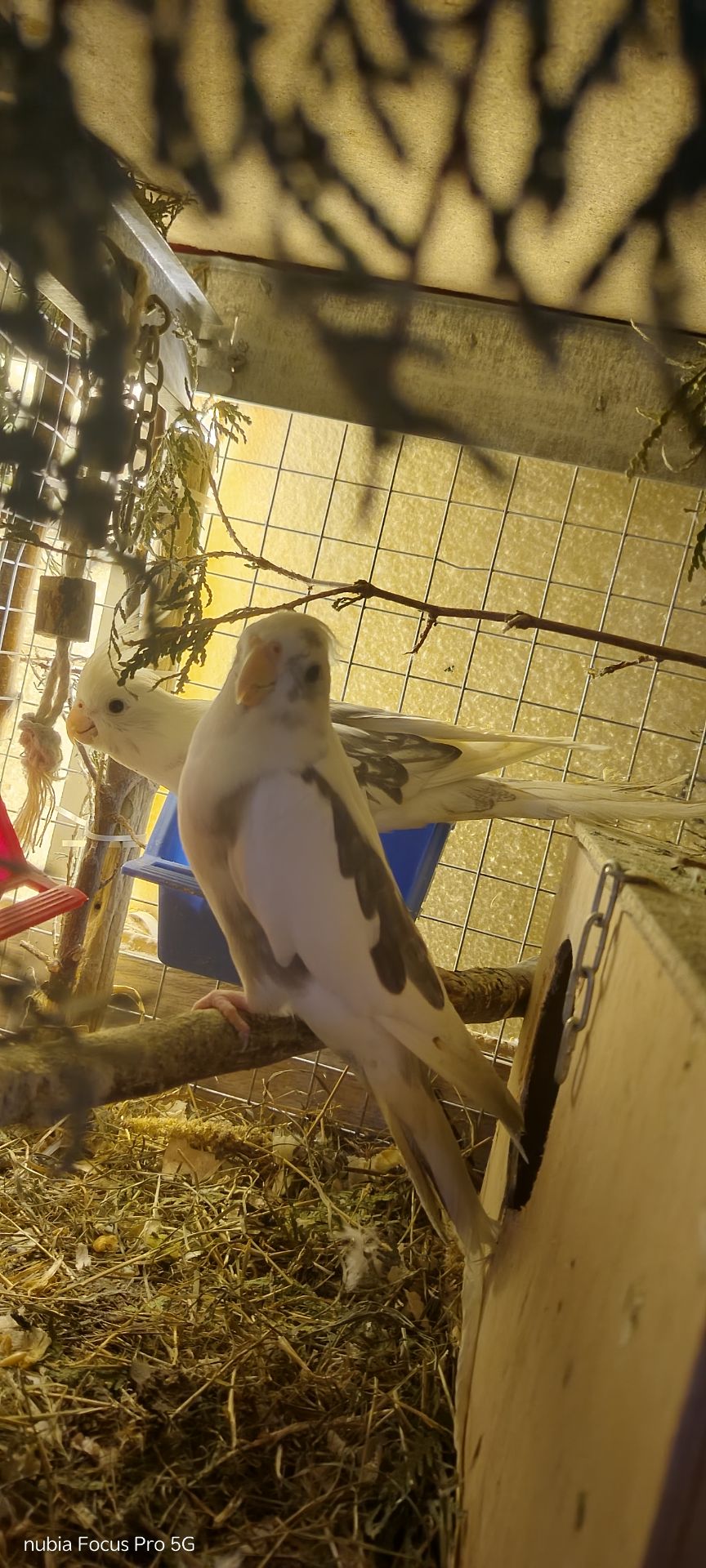 Сформована пара яка мала малючки