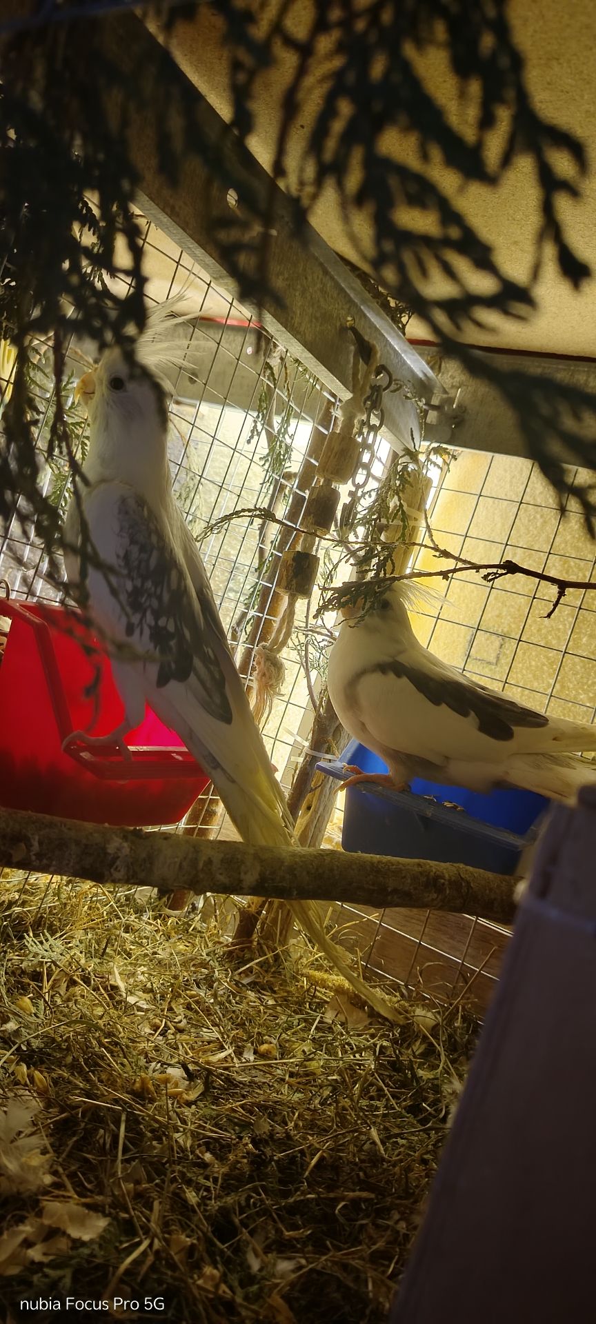 Сформована пара яка мала малючки