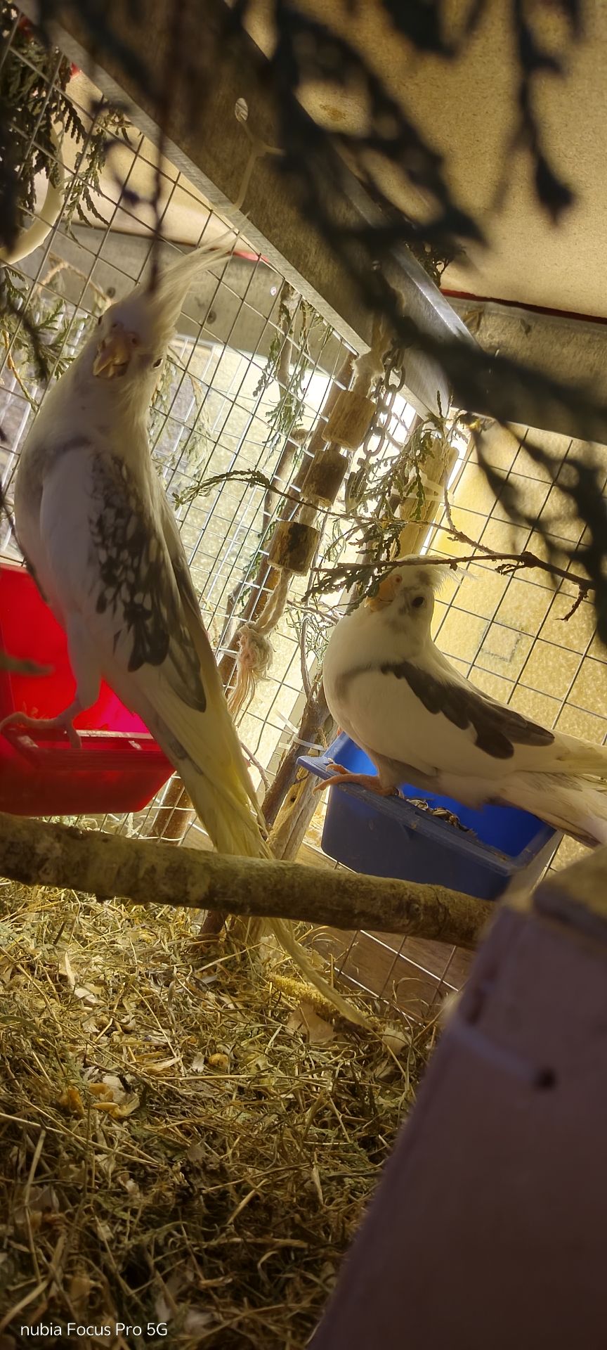 Сформована пара яка мала малючки