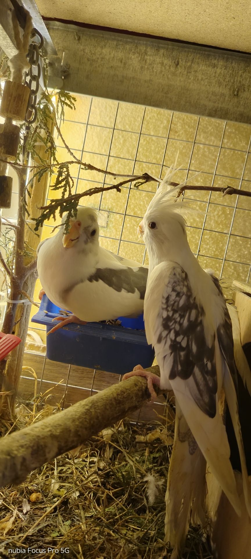 Сформована пара яка мала малючки