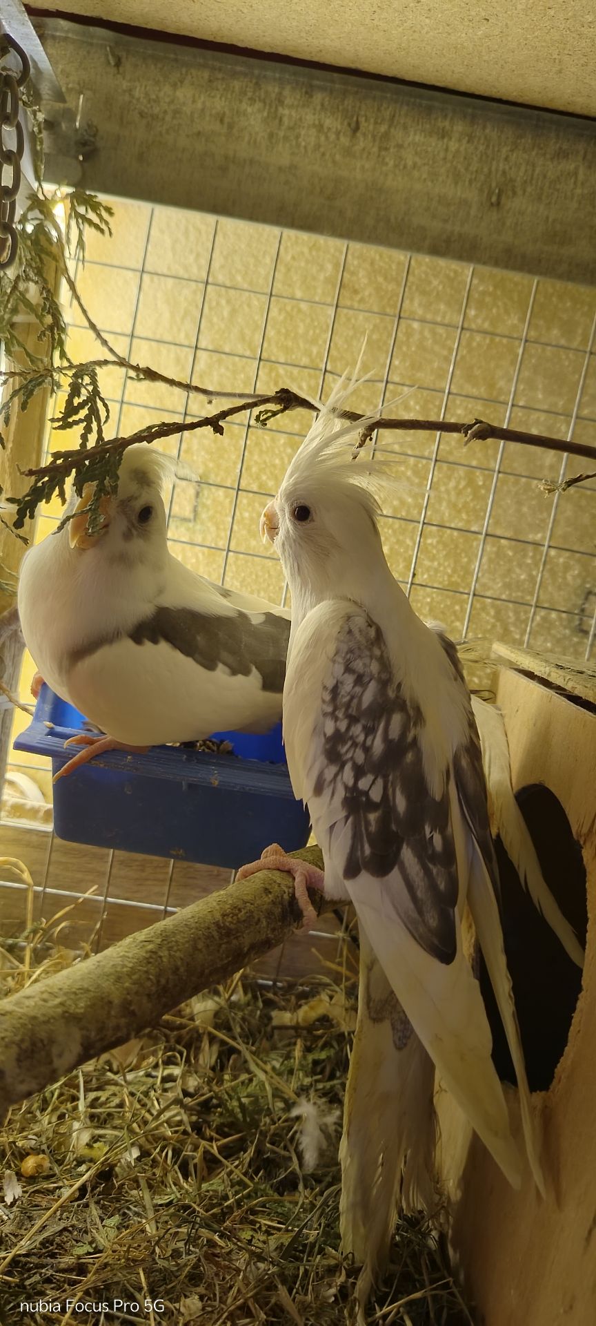 Сформована пара яка мала малючки