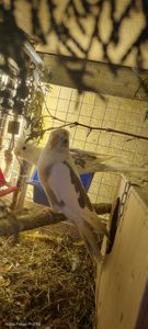 Сформована пара яка мала малючки